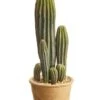 15.5″ Column Cactus In Paper Mache Pot Green