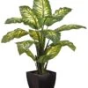 40″ Diffenbachia Plant In Plastic Pot Green Variegated
