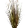 60″ Pampas Grass In Plastic Pot Green Rust