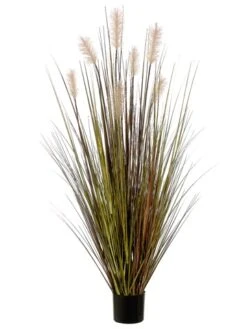60″ Pampas Grass In Plastic Pot Green Rust
