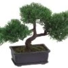 9″ Cedar Bonsai With 113 Leaves In Rectangular Brown Pot Green