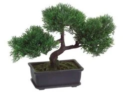 9″ Cedar Bonsai With 113 Leaves In Rectangular Brown Pot Green