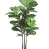70″ Fiddle Leaf Plant X3 With 53 Leaves In Pot Green