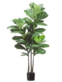 70″ Fiddle Leaf Plant X3 With 53 Leaves In Pot Green