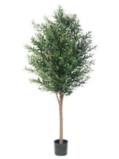 6′ Olive Tree With 3200 Leaves In Pot Two Tone Green