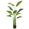 60″ Traveller Palm Plant In Pot Green