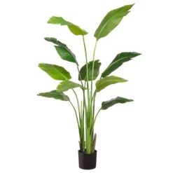 60″ Traveller Palm Plant In Pot Green