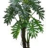 5′ EVA Plume Split Leaf Plant Green