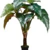 58″ Philodendron Red Prince in Pot Knock-down Packing Green