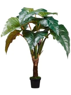 58″ Philodendron Red Prince in Pot Knock-down Packing Green