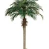 6′ Phoenix Palm Tree In Rectangular Plastic Pot 