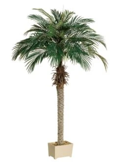6′ Phoenix Palm Tree In Rectangular Plastic Pot 