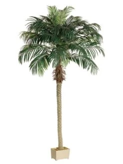8′ Phoenix Palm Tree In Rectangular Plastic Pot 