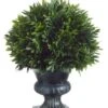 9″H X 6.5″D Podocarpus With 57 Leaves In Plastic Urn Green