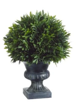 9″H X 6.5″D Podocarpus With 57 Leaves In Plastic Urn Green