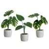 9″ Split Philodendron/ Heart-Shaped Philodendron Plant In Cement Pot(3 Ea/set)
