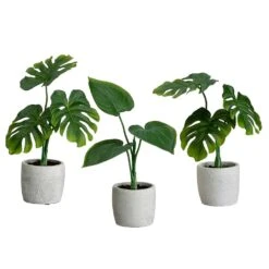 9″ Split Philodendron/ Heart-Shaped Philodendron Plant In Cement Pot(3 Ea/set)