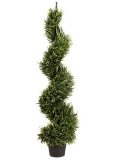 4′ Rosemary Spiral Topiary In Pot Green