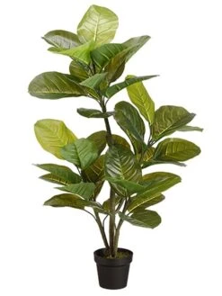 51″ Large Leaf Rubber Plant in Pot Green