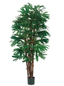 5′ Rhapis Tree X5 With 658 Leaves In Pot Two Tone Green