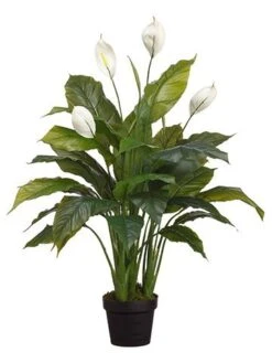 42″ Spathiphyllum Plant In Pot Green White