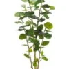 5′ EVA Sea Grape Plant With 67 Leaves In Black Plastic Pot Green