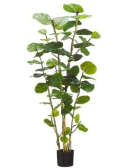 5′ EVA Sea Grape Plant With 67 Leaves In Black Plastic Pot Green
