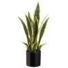 19″ Sansevieria In Black Pot Variegated
