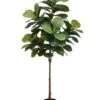 6′ Fiddle Leaf Tree In Pot Green