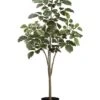 45″ Beech Tree X4 In Pot Variegated