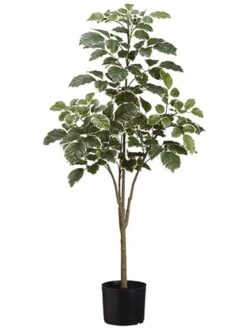 45″ Beech Tree X4 In Pot Variegated