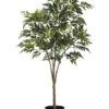 45″ Aralia Tree X4 In Pot Green