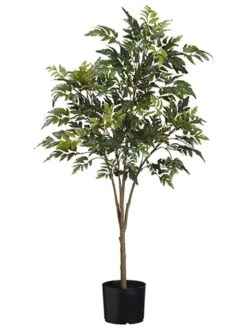 45″ Aralia Tree X4 In Pot Green