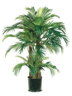 4′ Phoenix Palm Tree In Round Pot Green