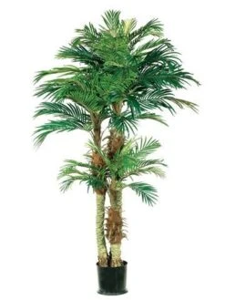6′ Phoenix Palm Tree In Round Pot Green
