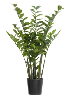 4′ Zamioculcas Zamiifolia Plant In Plastic Pot Green