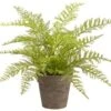 12″ Soft Fern In Paper Mache Pot Green
