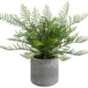 15″ Lace Fern In Cement Pot Green