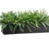 16″H Mixed Fern In Wood Box Green