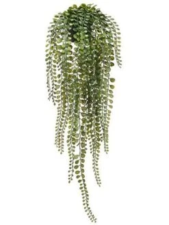 24″ Hanging Button Leaf Fern in Plastic Pot Green