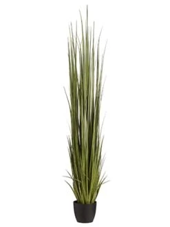 84″ Reed Grass In Pot Dark Green