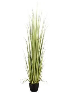 84″ Reed Grass In Pot Light Green