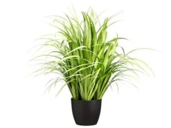 38″ Reed Grass In Pot Light Green