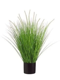 34″ Dog Tail Onion Grass X12 in Pot Green Cream