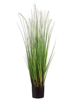 36″ Dog Tail Grass X7 In Pot Green Brown