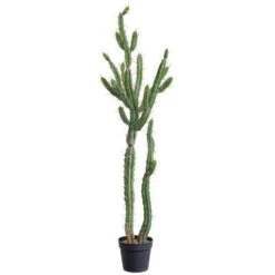 57.5″ Peruvian Cactus X2 In Plastic Nursery Pot Green