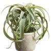 10.5″ Tillandsia In Paper Mache Pot Green
