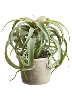 10.5″ Tillandsia In Paper Mache Pot Green