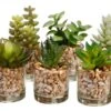 3-4″ Succulent In Glass Vase Assortment (6 Ea/set) Two Tone Green