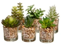 3-4″ Succulent In Glass Vase Assortment (6 Ea/set) Two Tone Green